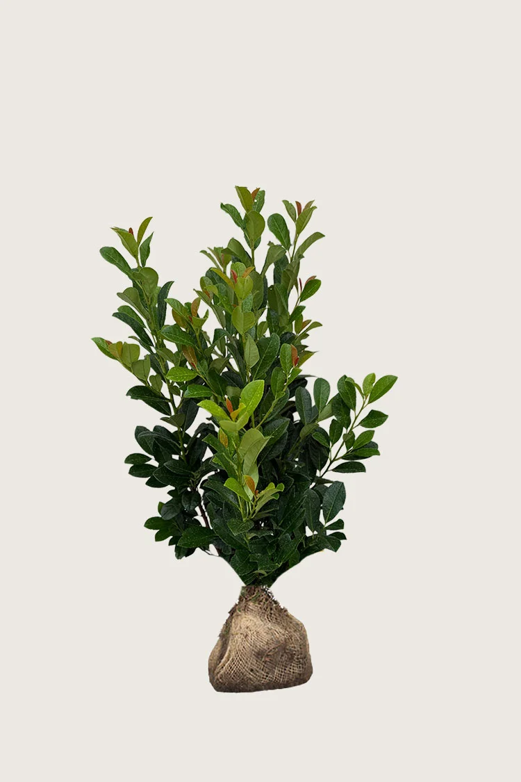 Laurbærkirsebær Bonaparte 100cm Forgrenet | Plantinavia