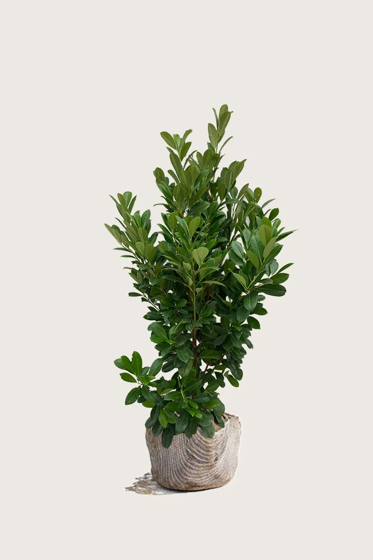 Laurbærkirsebær Bonaparte 175cm Forgrenet | Plantinavia