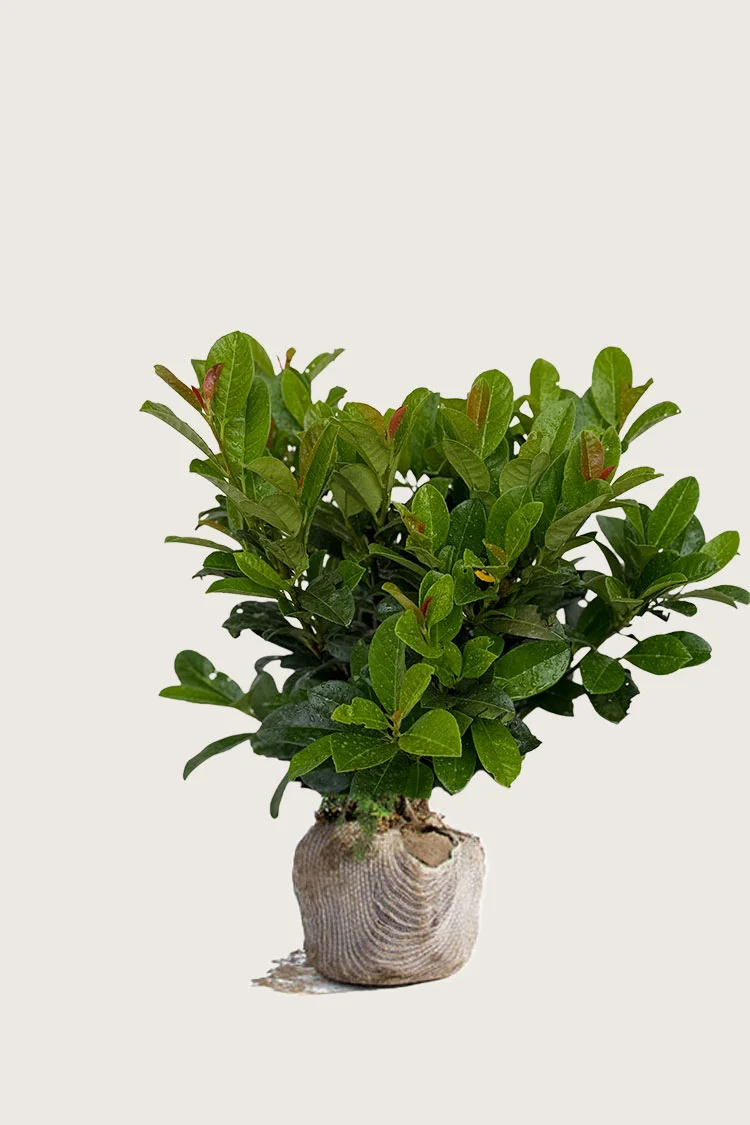 Laurbærkirsebær Bonaparte 60cm Vel forgrenet | Plantinavia