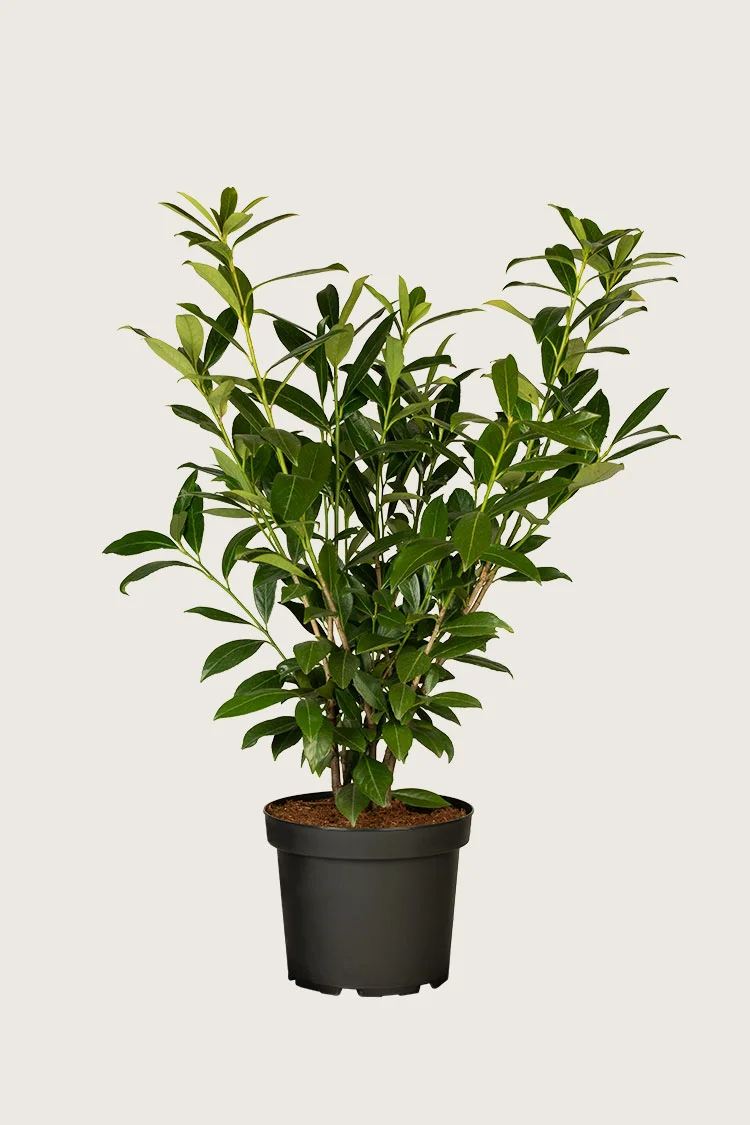 Laurbærkirsebær Caucasica 125cm Forgrenet | Plantinavia