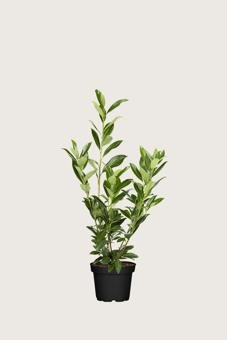 Laurbærkirsebær Caucasica 40cm Forgrenet | Plantinavia