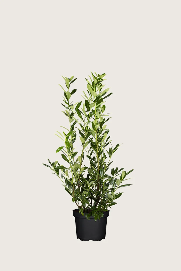Laurbærkirsebær Caucasica 100cm Vel forgrenet | Plantinavia