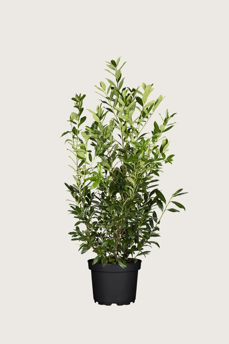 Laurbærkirsebær Caucasica 150cm Vel forgrenet | Plantinavia