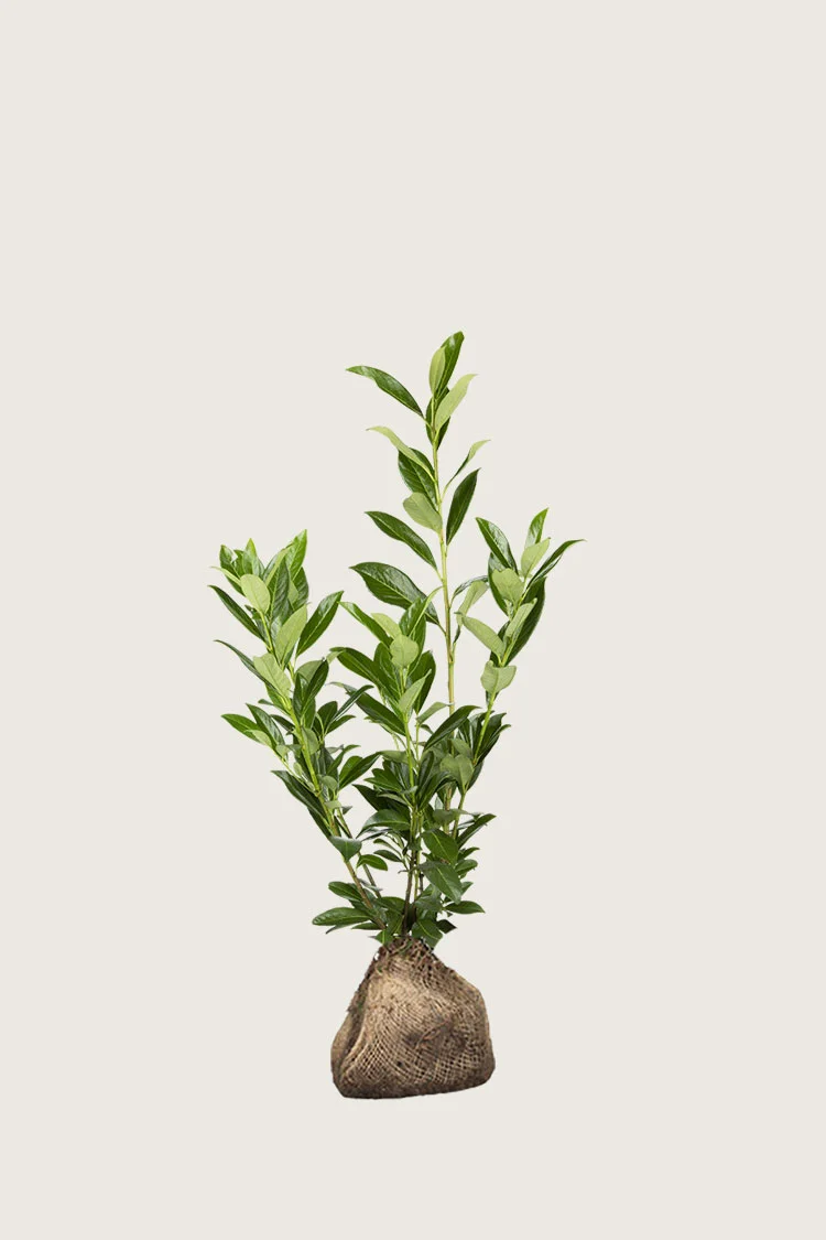 Laurbærkirsebær Caucasica 100cm Forgrenet | Plantinavia