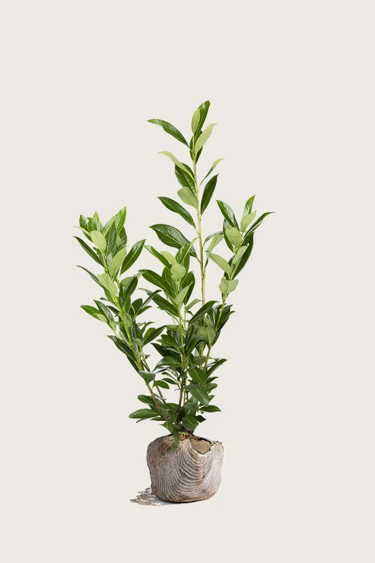 Laurbærkirsebær Caucasica 150cm Forgrenet | Plantinavia