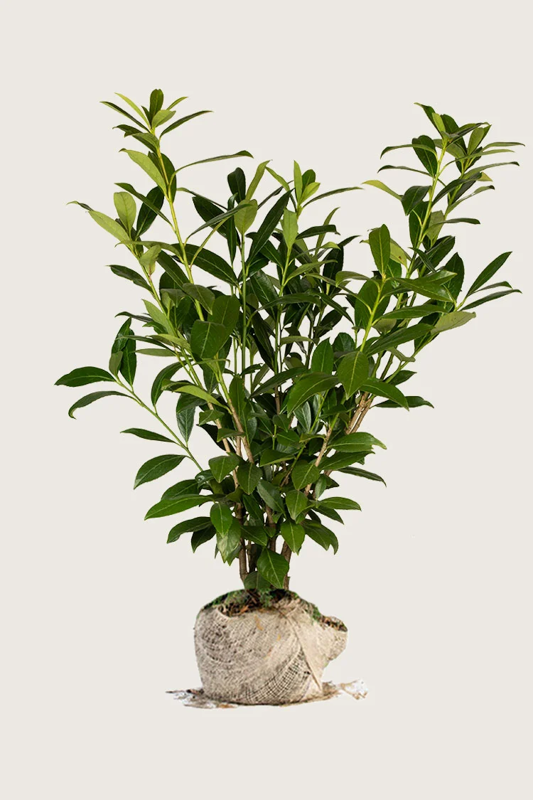 Laurbærkirsebær Caucasica 200cm Forgrenet | Plantinavia