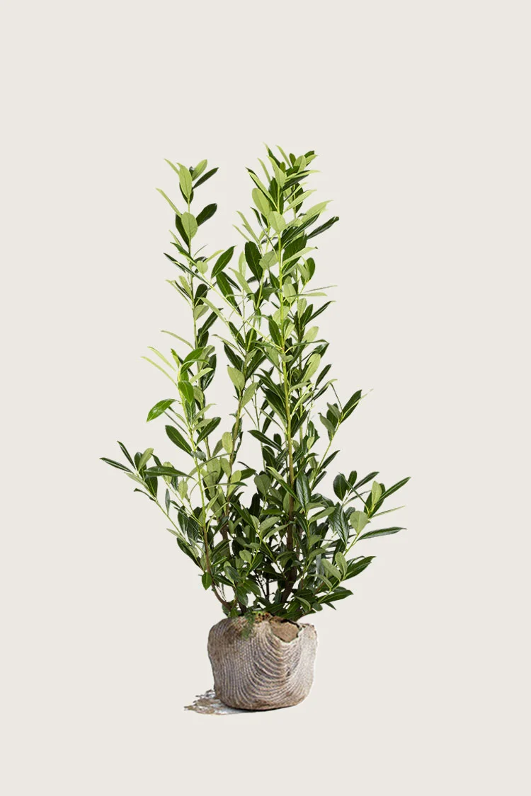 Laurbærkirsebær Caucasica 150cm Vel forgrenet | Plantinavia