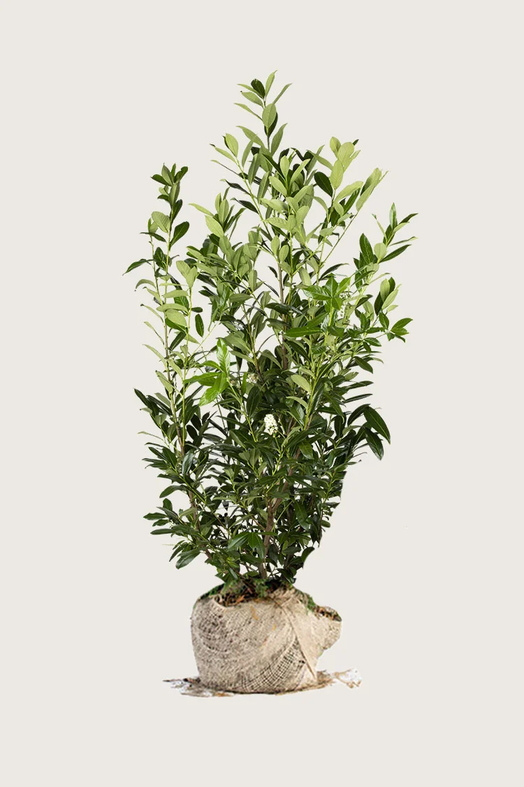 Laurbærkirsebær Caucasica 250cm Vel forgrenet | Plantinavia