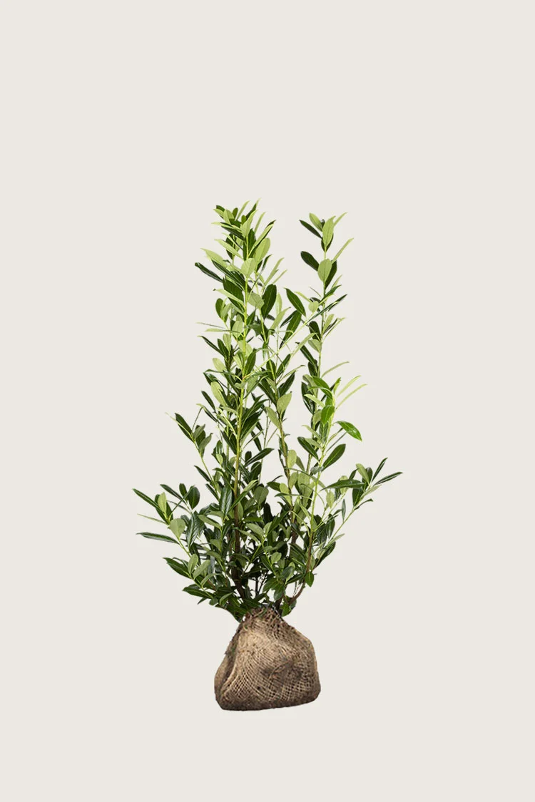 Laurbærkirsebær Caucasica 80cm Vel forgrenet | Plantinavia