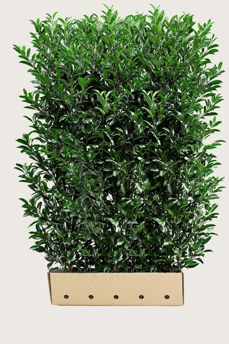 Laurbærkirsebær Elly 300cm Vel forgrenet | Plantinavia
