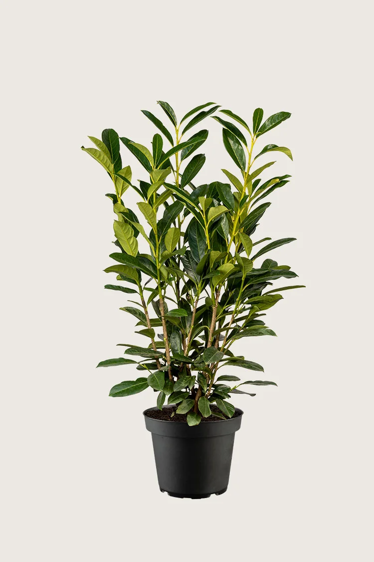 Laurbærkirsebær Elly 200cm Forgrenet | Plantinavia