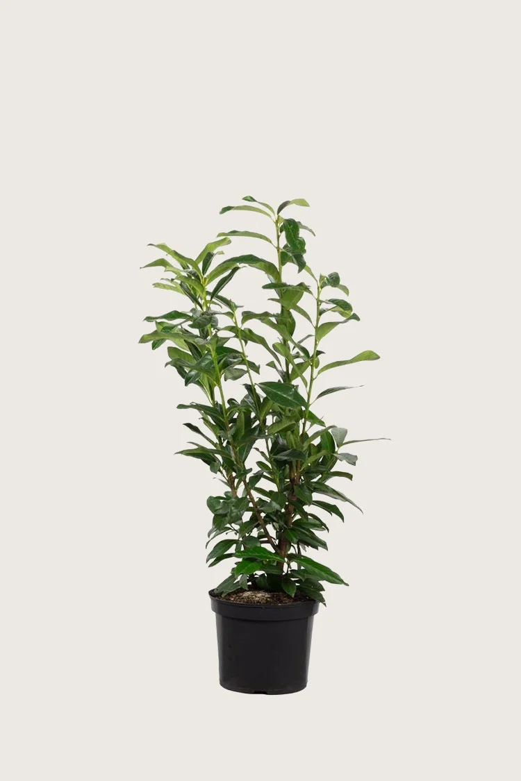 Laurbærkirsebær Elly 40cm Forgrenet | Plantinavia