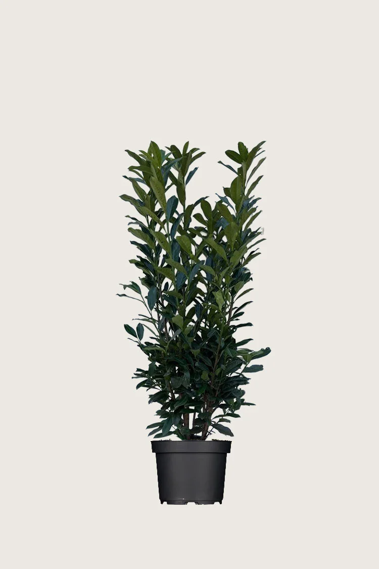 Laurbærkirsebær Elly 60cm Vel forgrenet | Plantinavia
