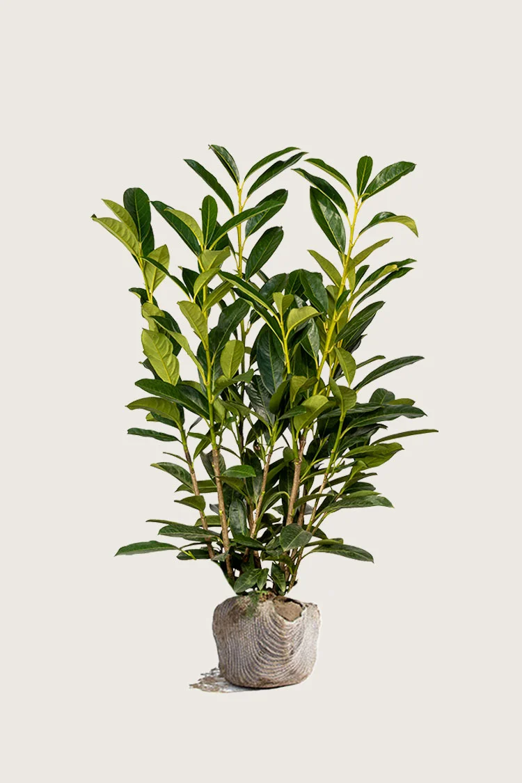 Laurbærkirsebær Elly 125cm Forgrenet | Plantinavia