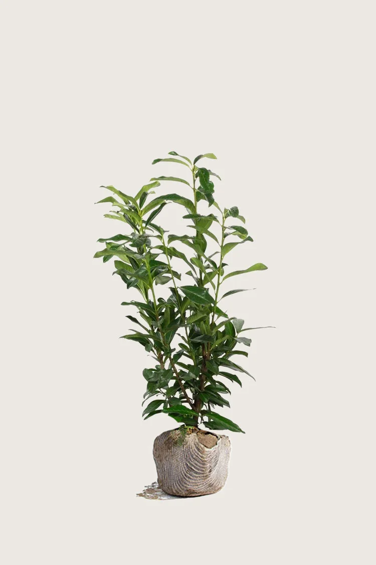 Laurbærkirsebær Elly 40cm Forgrenet | Plantinavia