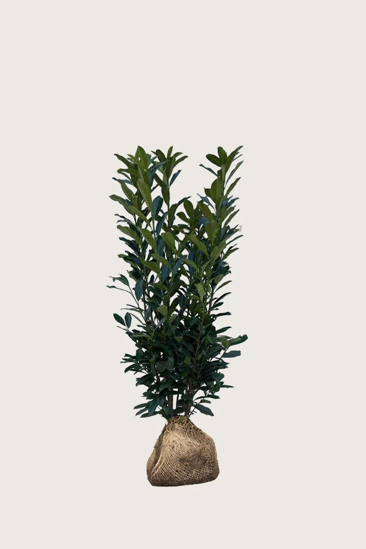 Laurbærkirsebær Elly 100cm Vel forgrenet | Plantinavia