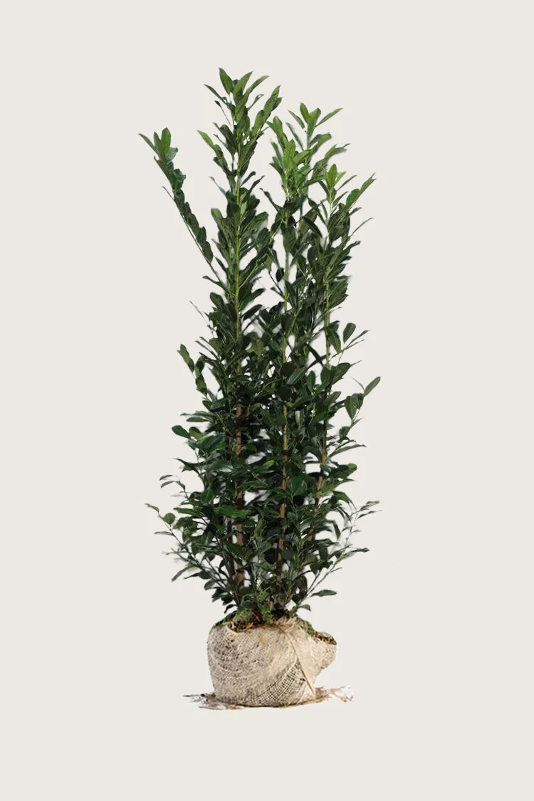Laurbærkirsebær Elly 250cm Vel forgrenet | Plantinavia