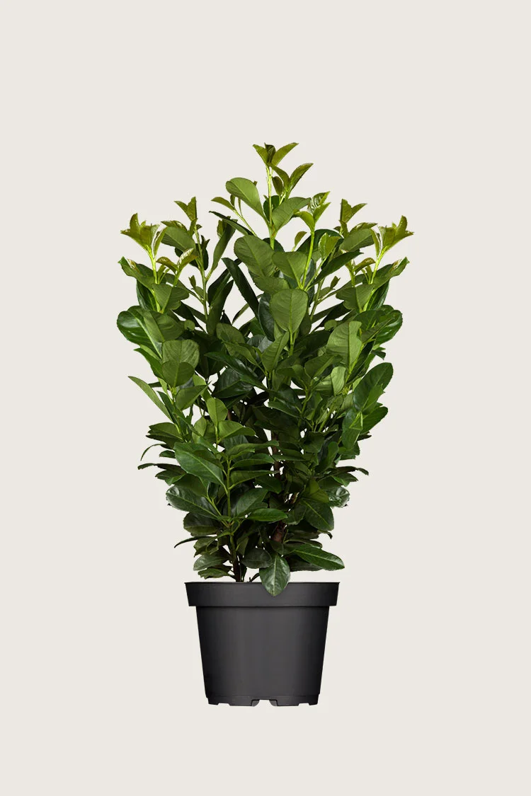 Laurbærkirsebær Etna 200cm Forgrenet | Plantinavia