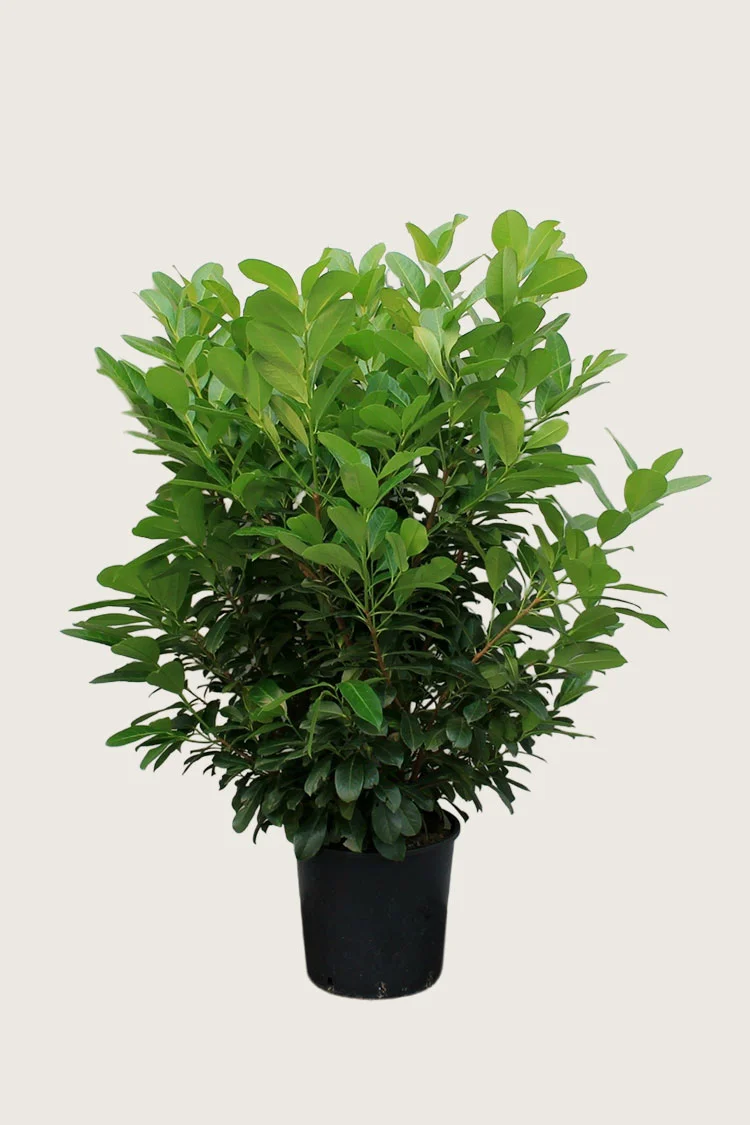 Laurbærkirsebær Etna 125cm Vel forgrenet | Plantinavia