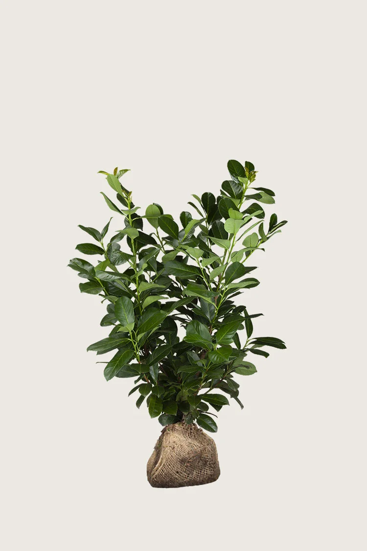 Laurbærkirsebær Etna 100cm Forgrenet | Plantinavia