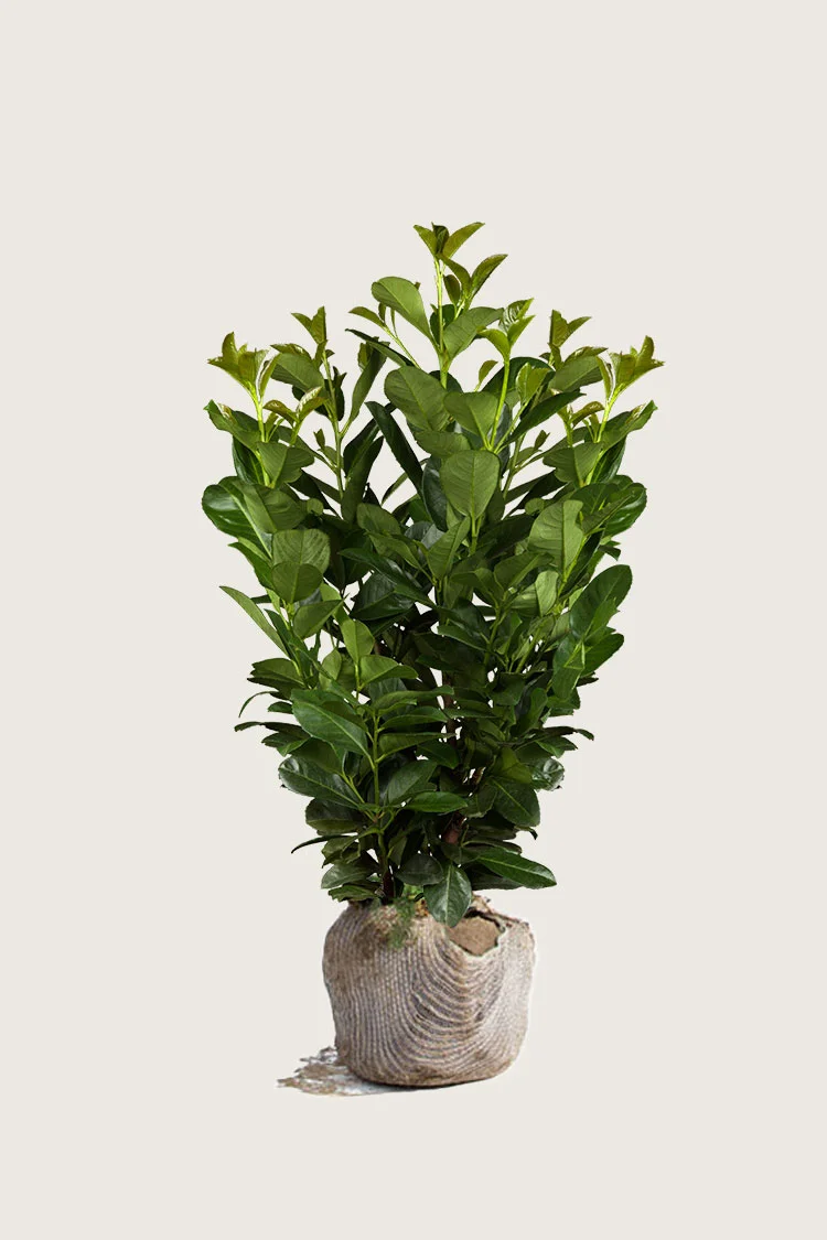 Laurbærkirsebær Etna 125cm Forgrenet | Plantinavia