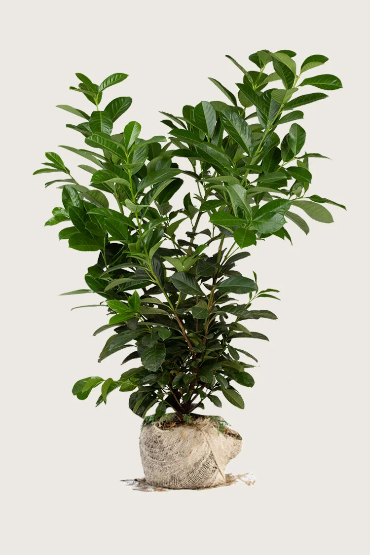 Laurbærkirsebær Etna 225cm Forgrenet | Plantinavia