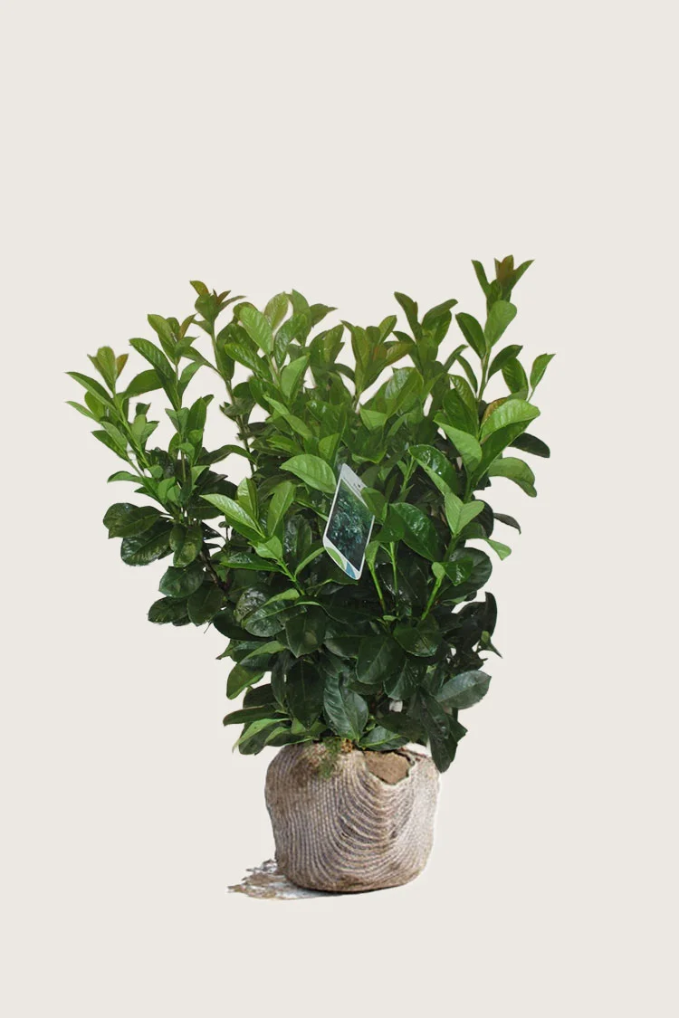 Laurbærkirsebær Etna 100cm Vel forgrenet | Plantinavia