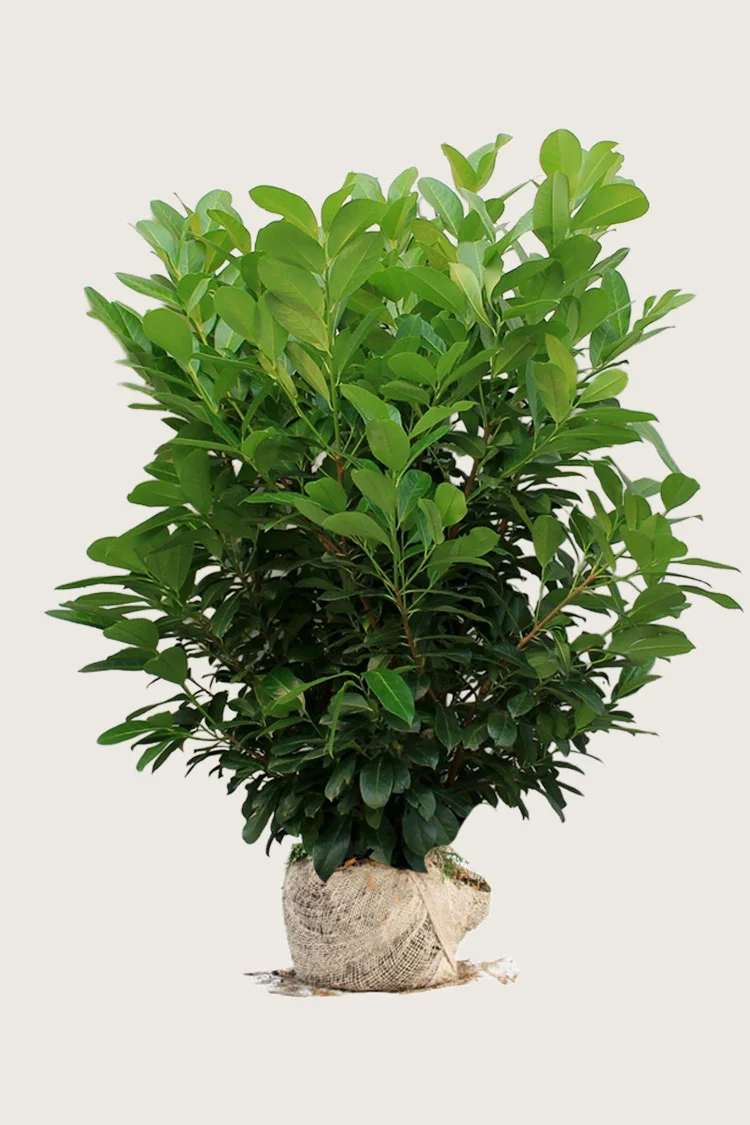 Laurbærkirsebær Etna 250cm Vel forgrenet | Plantinavia