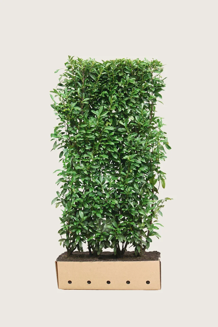 Laurbærkirsebær Genolia 350cm Vel forgrenet | Plantinavia