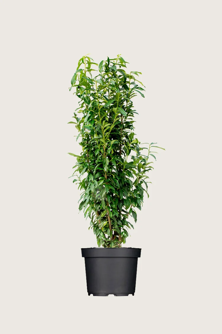 Laurbærkirsebær Genolia 125cm Forgrenet | Plantinavia