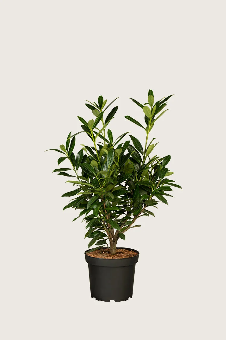 Laurbærkirsebær Genolia 60cm Forgrenet | Plantinavia
