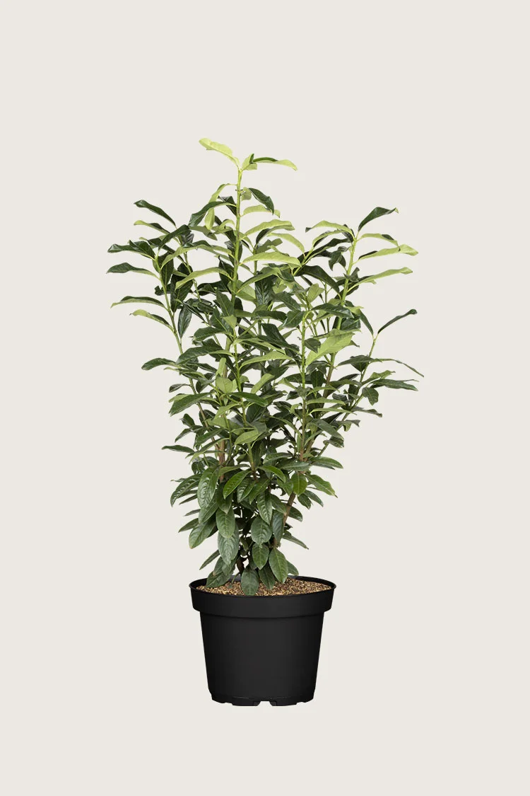 Laurbærkirsebær Genolia 200cm Vel forgrenet | Plantinavia