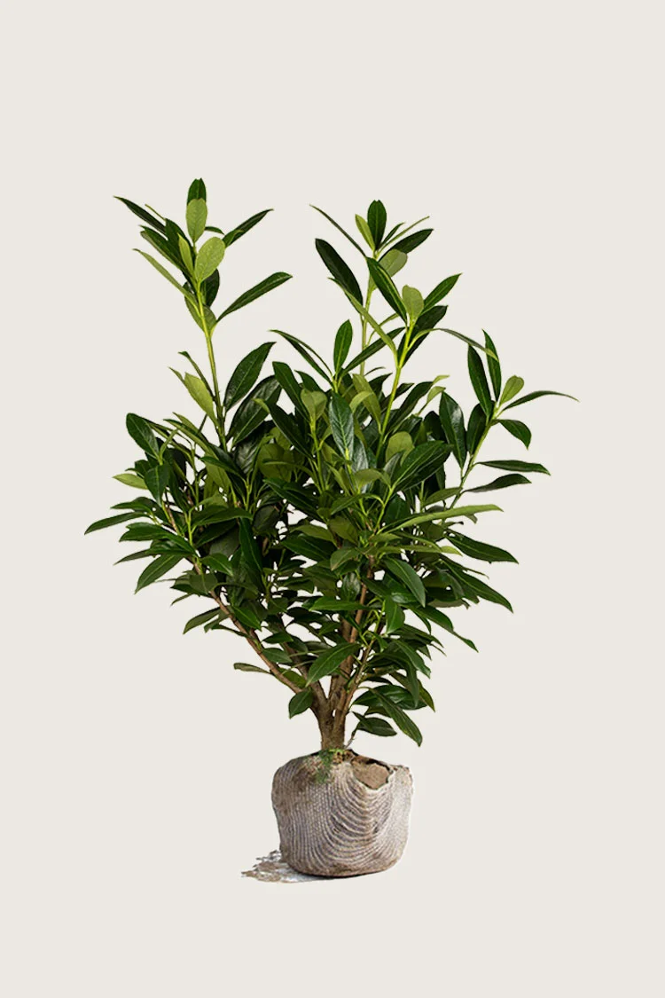 Laurbærkirsebær Genolia 125cm Forgrenet | Plantinavia