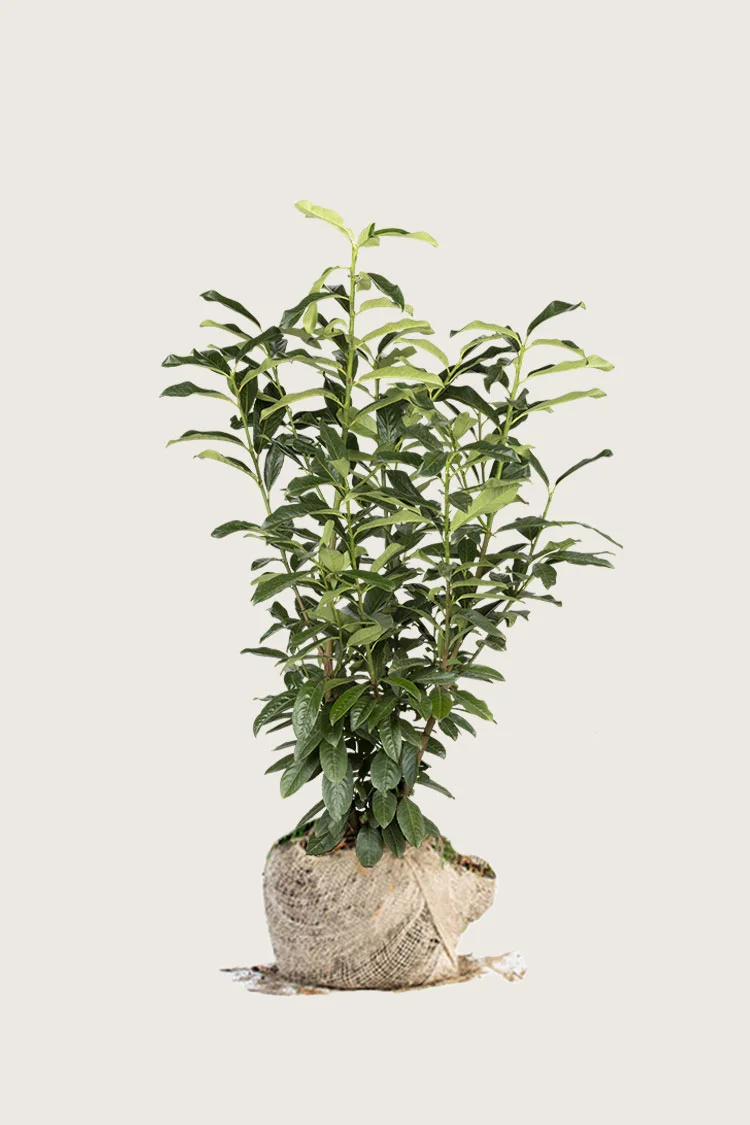 Laurbærkirsebær Genolia 125cm Vel forgrenet | Plantinavia