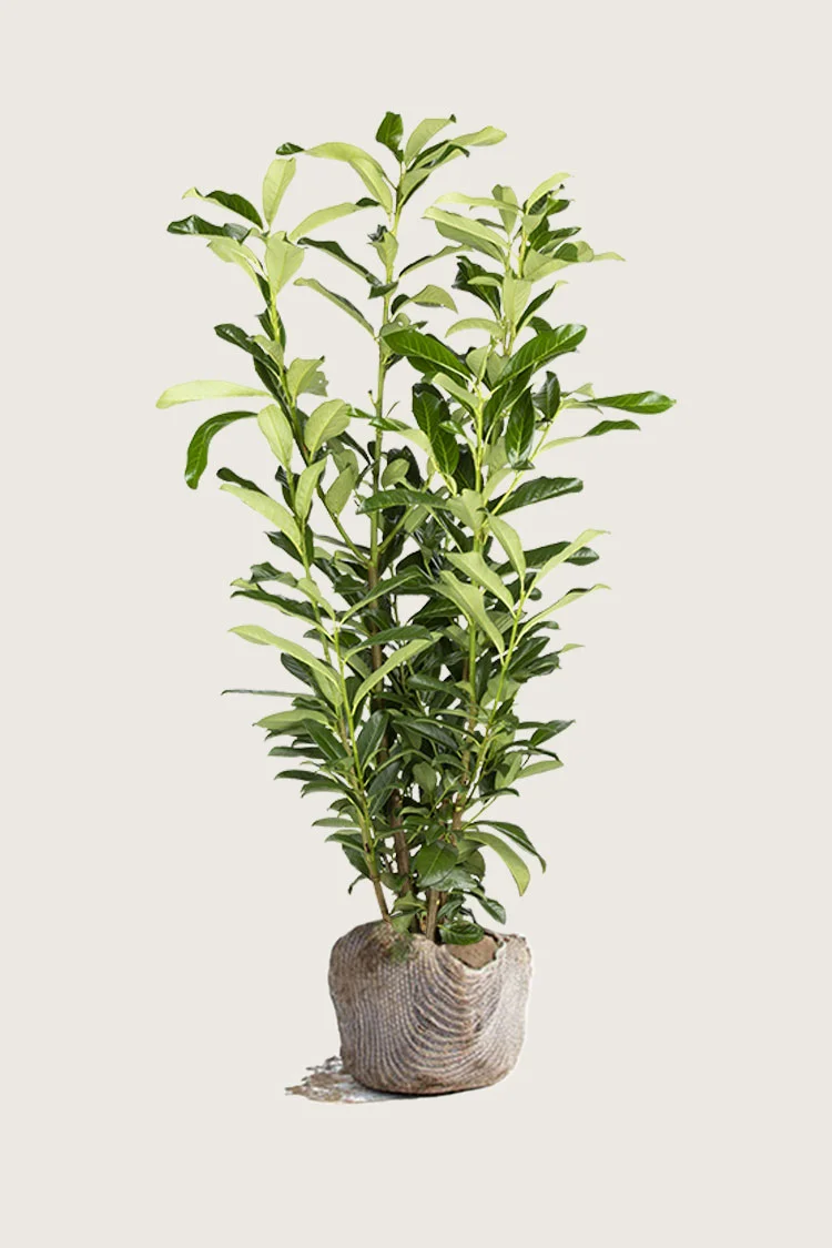 Laurbærkirsebær Genolia 225cm Vel forgrenet | Plantinavia