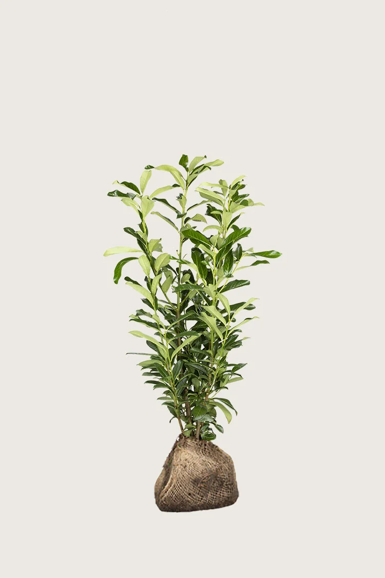 Laurbærkirsebær Genolia 60cm Vel forgrenet | Plantinavia