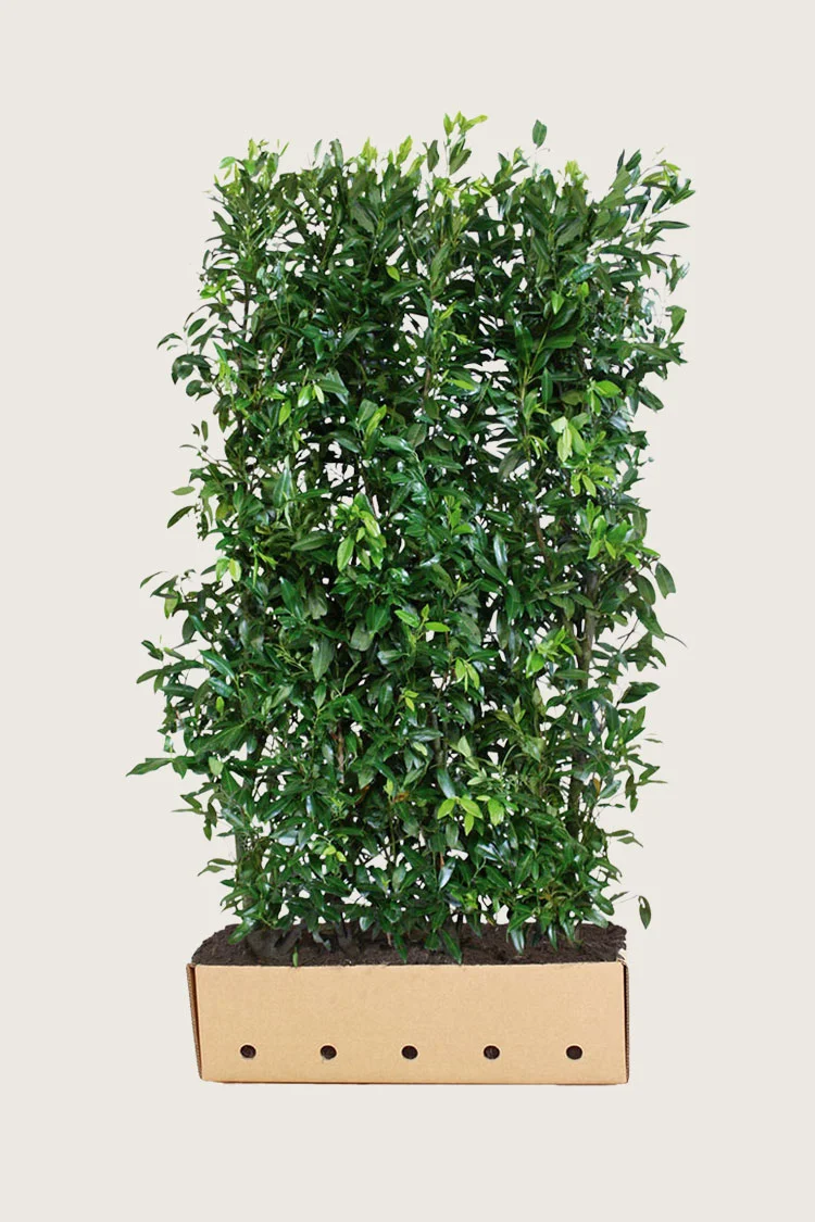 Laurbærkirsebær Herbergii 200cm Vel forgrenet | Plantinavia