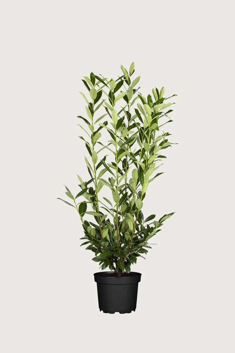 Laurbærkirsebær Herbergii 175cm Forgrenet | Plantinavia