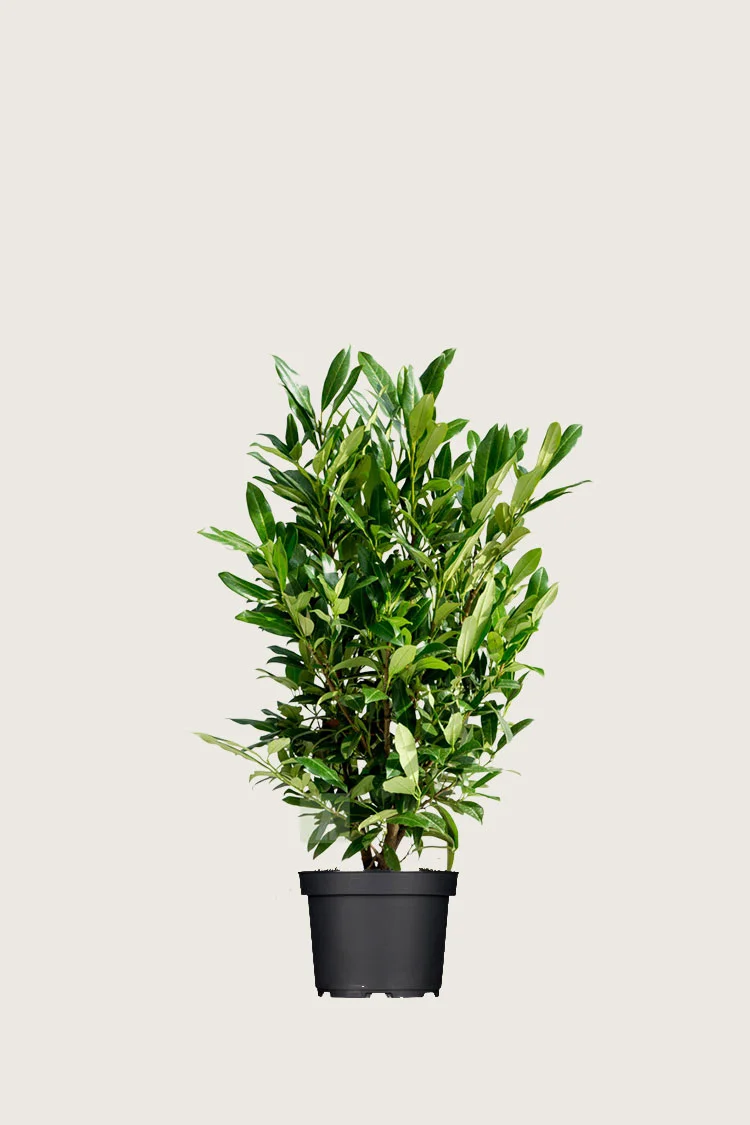 Laurbærkirsebær Herbergii 80cm Forgrenet | Plantinavia