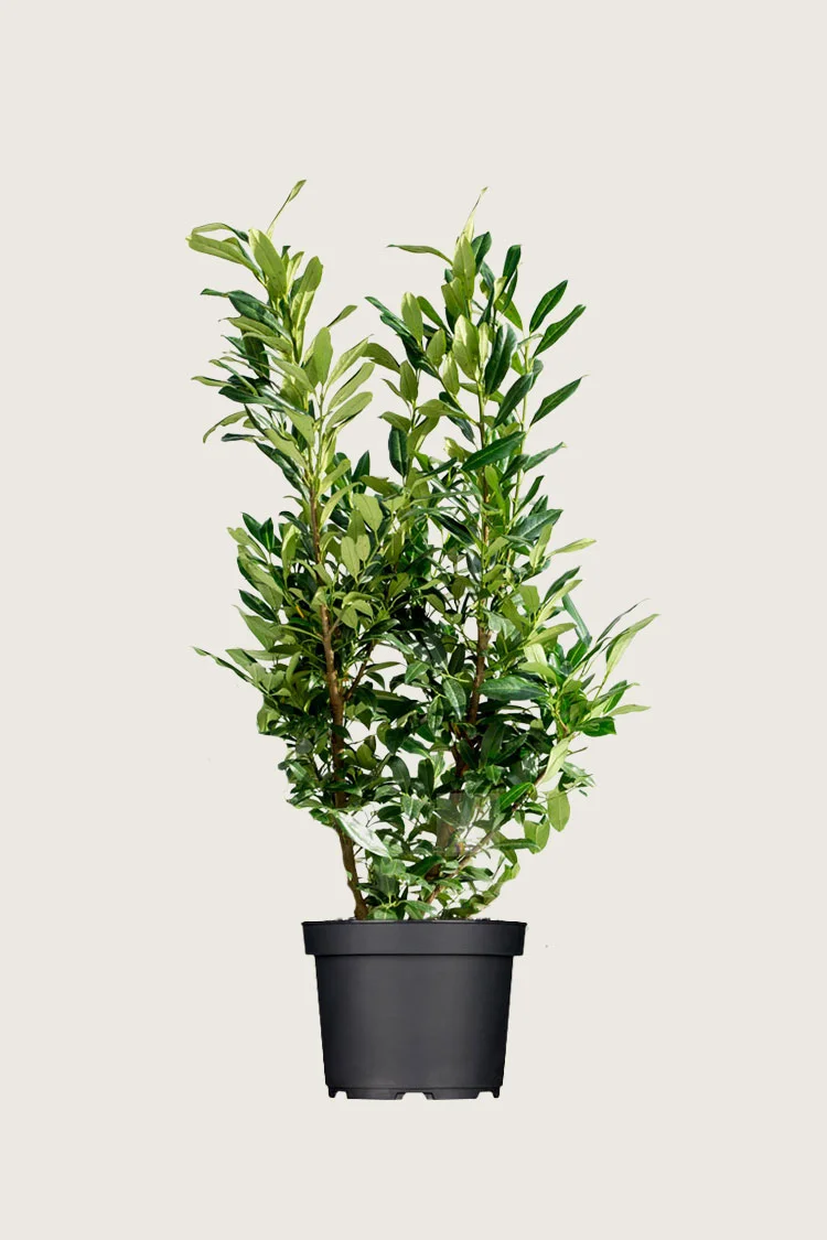 Laurbærkirsebær Herbergii 175cm Vel forgrenet | Plantinavia