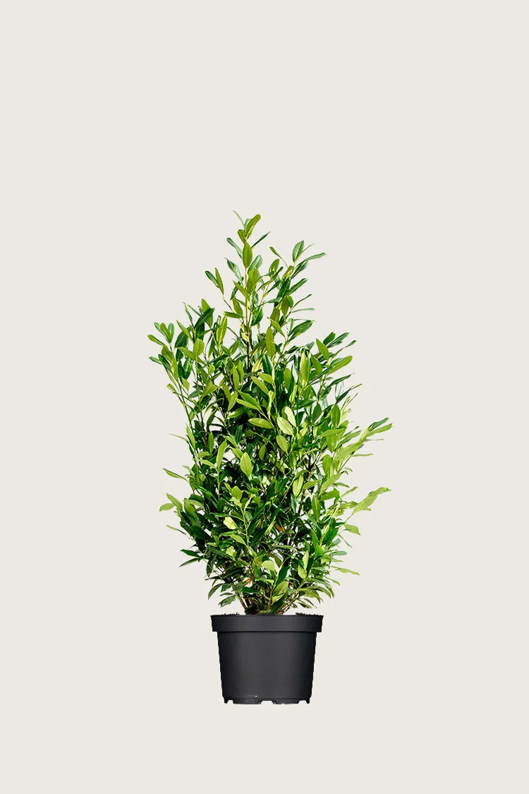 Laurbærkirsebær Herbergii 80cm Vel forgrenet | Plantinavia