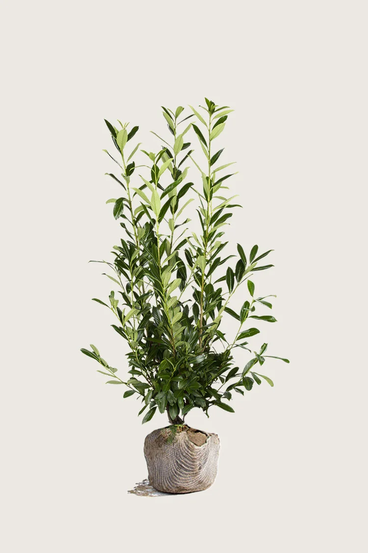 Laurbærkirsebær Herbergii 200cm Forgrenet | Plantinavia