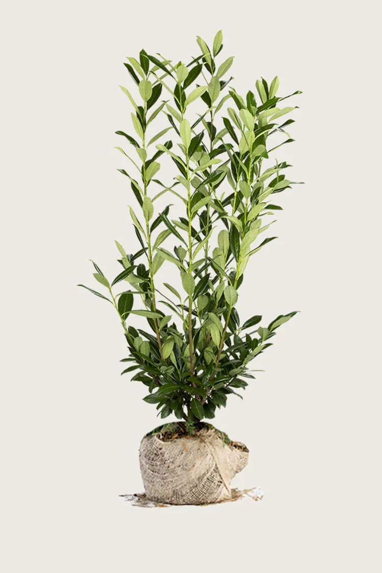 Laurbærkirsebær Herbergii 250cm Forgrenet | Plantinavia