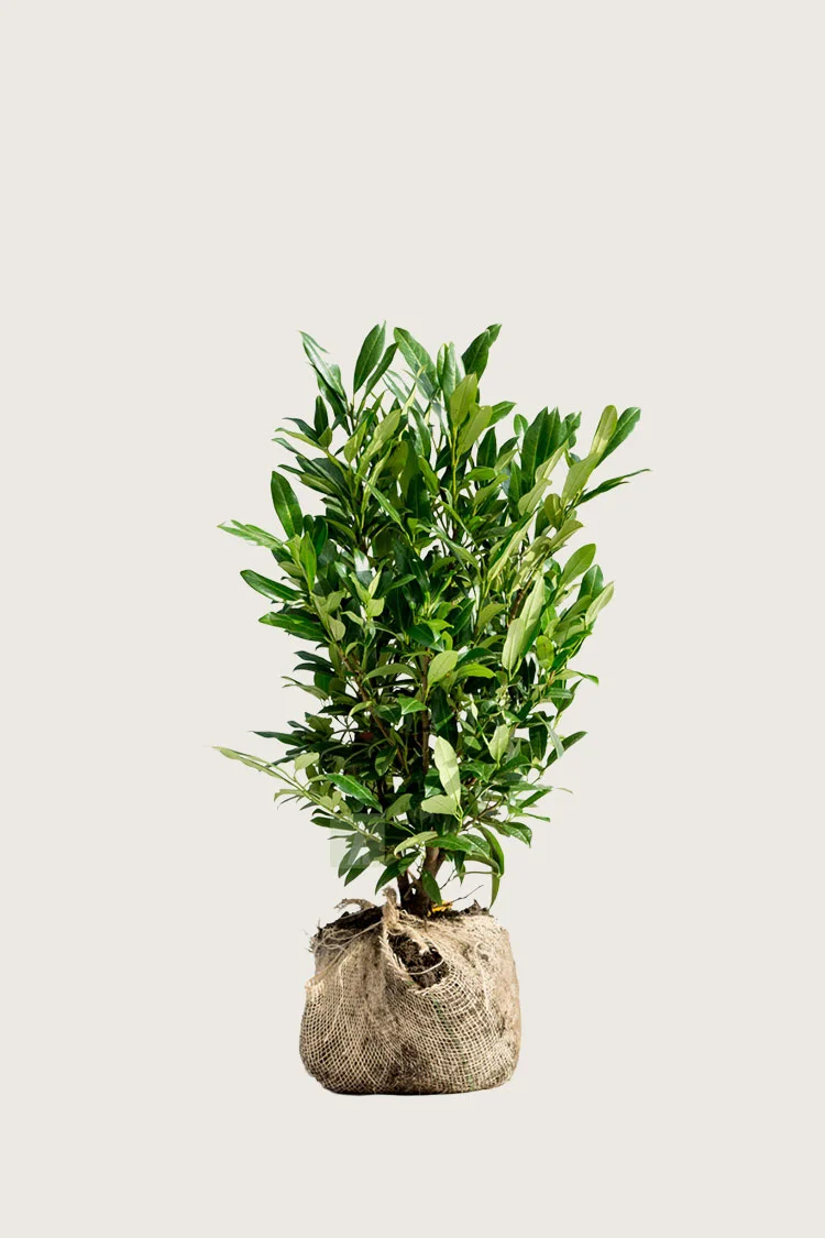 Laurbærkirsebær Herbergii 80cm Forgrenet | Plantinavia
