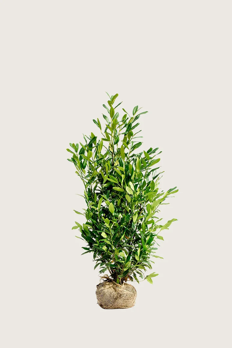Laurbærkirsebær Herbergii 100cm Vel forgrenet | Plantinavia