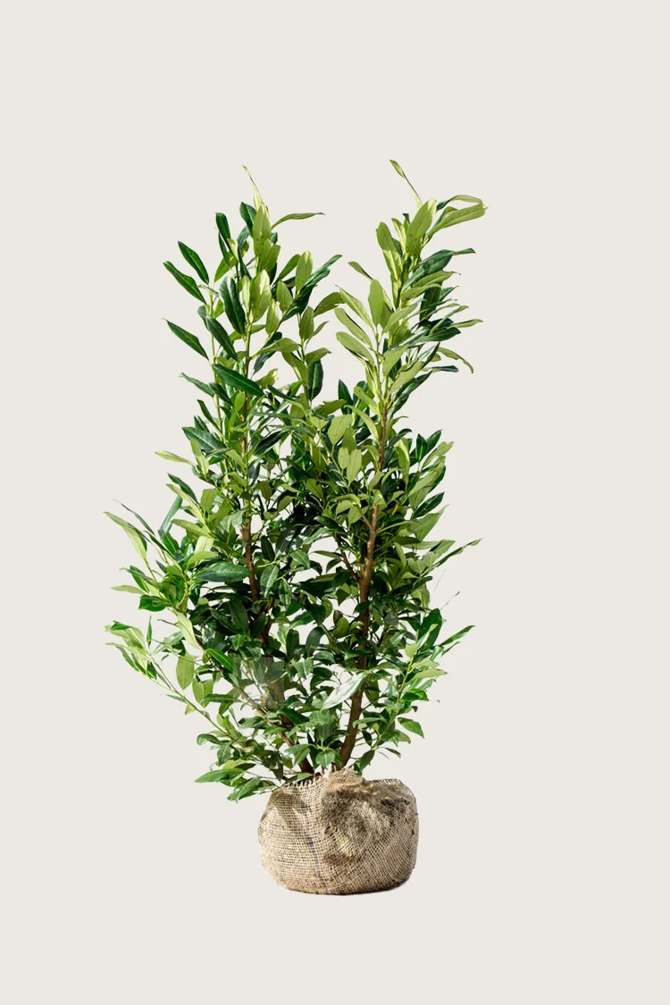 Laurbærkirsebær Herbergii 200cm Vel forgrenet | Plantinavia