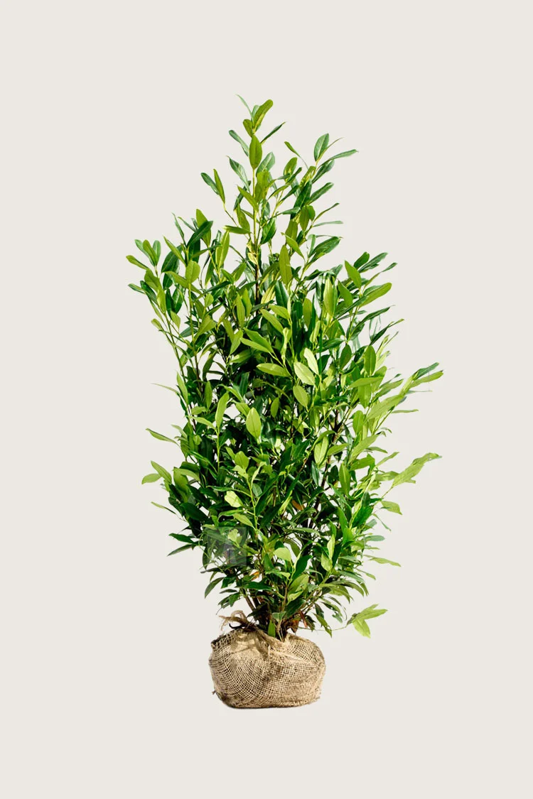 Laurbærkirsebær Herbergii 225cm Vel forgrenet | Plantinavia