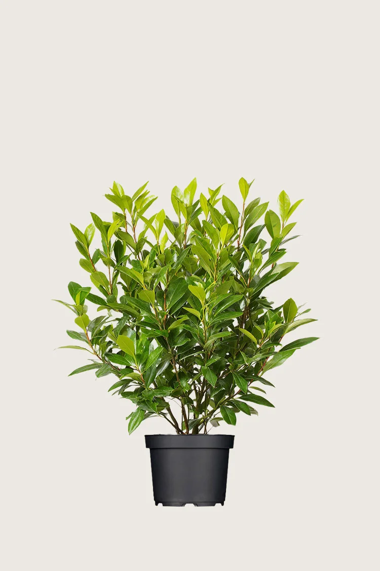 Laurbærkirsebær Mano 80cm Vel forgrenet | Plantinavia