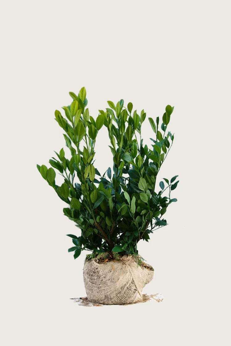 Laurbærkirsebær Mano 100cm Forgrenet | Plantinavia