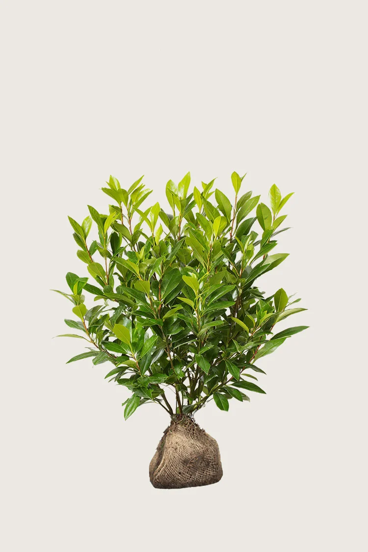 Laurbærkirsebær Mano 40cm Vel forgrenet | Plantinavia